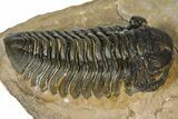 Phacopid (Acastoides) Trilobite - Foum Zguid, Morocco #363106-2